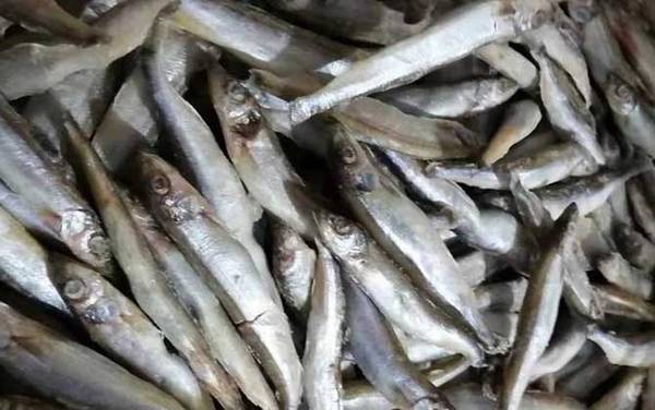 多春鱼价格多少钱一斤?