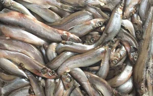 多春鱼价格多少钱一斤?