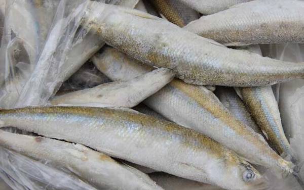 多春鱼价格多少钱一斤?