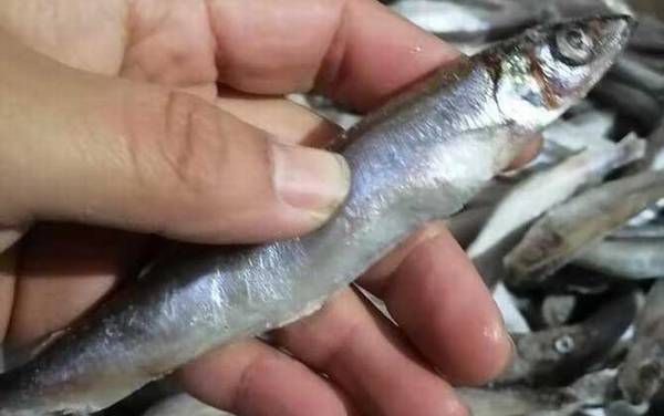 多春鱼产地在哪里?