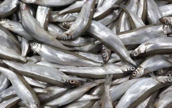 多春鱼为什么叫多春鱼?