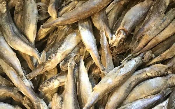 多春鱼为什么叫多春鱼?