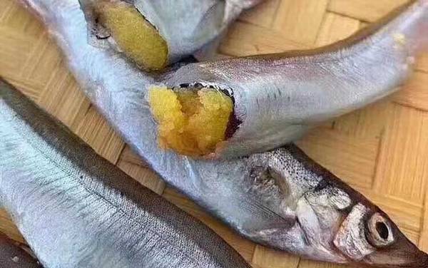 多春鱼为什么叫多春鱼?