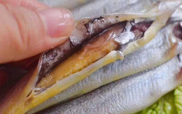 多春鱼为什么全是籽?