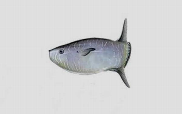 翻车鱼是什么鱼?