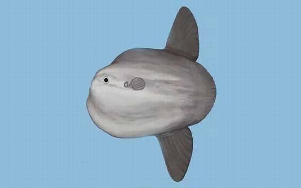 翻车鱼的死法太残忍了是真的吗?