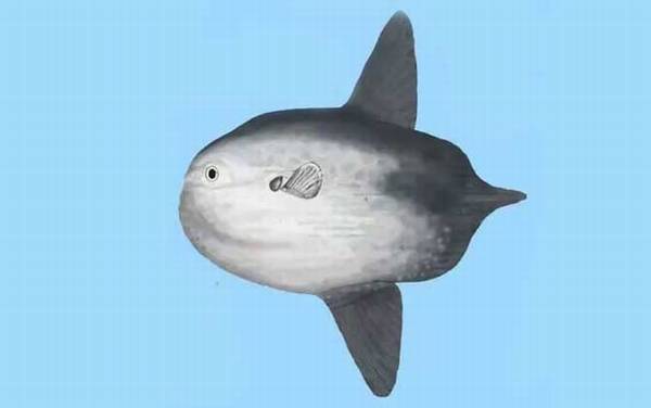 翻车鱼的死法太残忍了是真的吗?