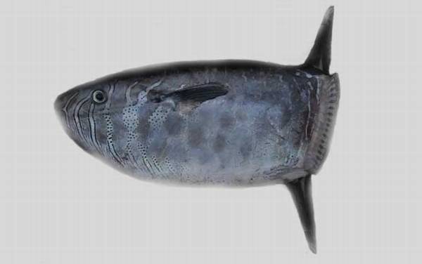 翻车鱼为什么叫翻车鱼?