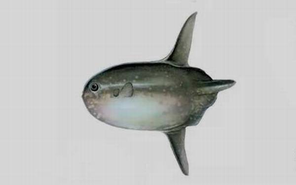 翻车鱼为什么叫翻车鱼?