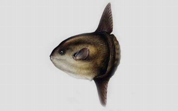 翻车鱼为什么叫翻车鱼?