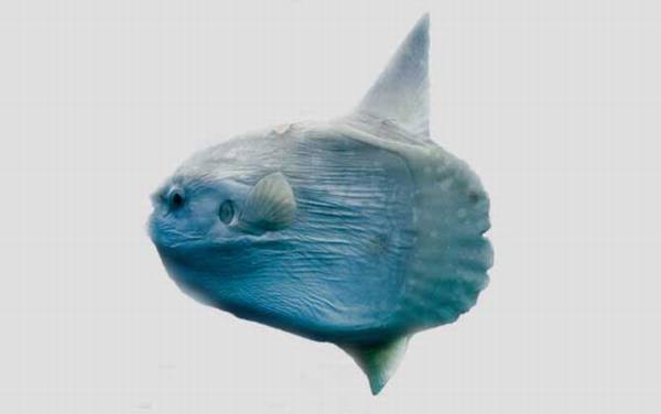 渔民为什么怕翻车鱼?