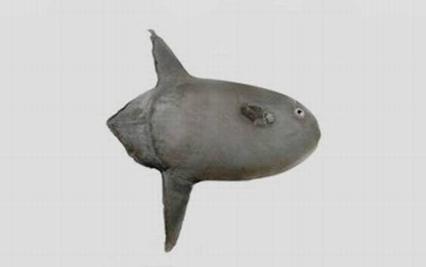 翻车鱼为什么没人吃?