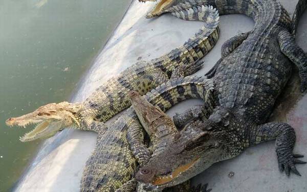鳄鱼是什么动物?