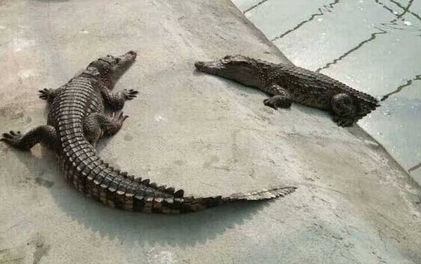 鳄鱼是什么动物?