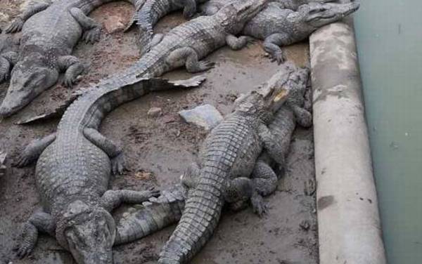 鳄鱼是什么动物?