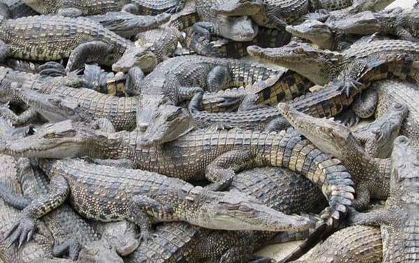 鳄鱼是什么动物?