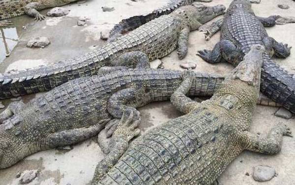 鳄鱼种类名称图片大全