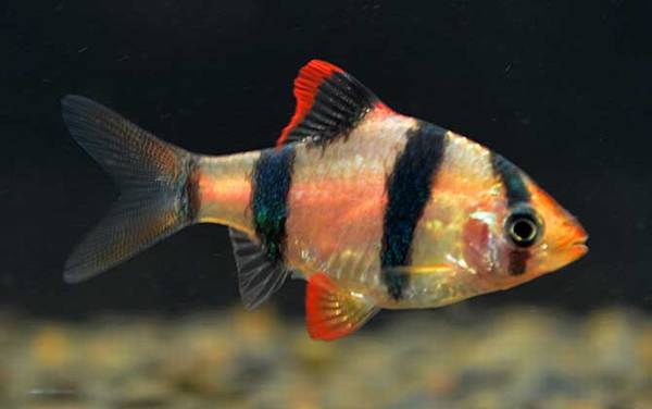 观赏鱼养殖技术及注意事项