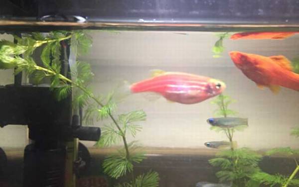 观赏鱼白点病怎么治?