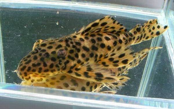 异形观赏鱼种类及图片大全