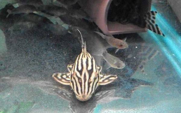 异形观赏鱼种类及图片大全