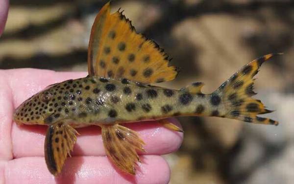 异形观赏鱼种类及图片大全