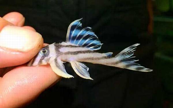 异形观赏鱼种类及图片大全