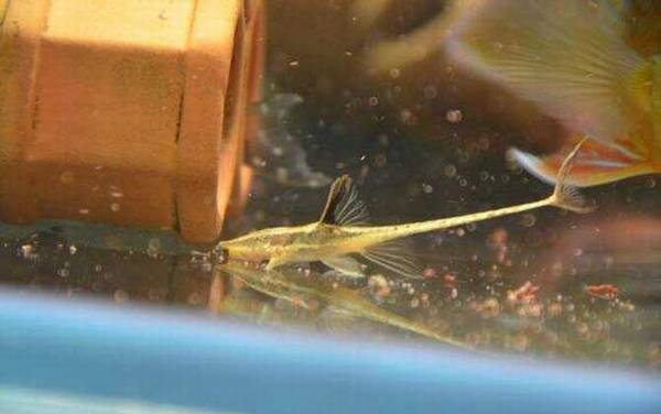 异形观赏鱼种类及图片大全