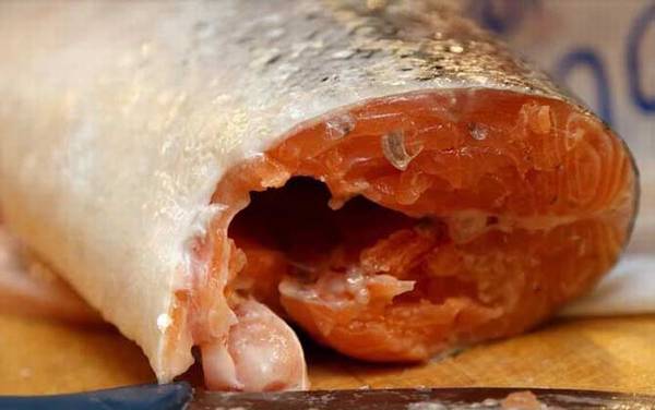 鲑鱼价格多少钱一斤?