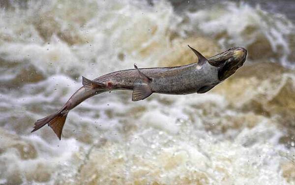 鲑鱼价格多少钱一斤?