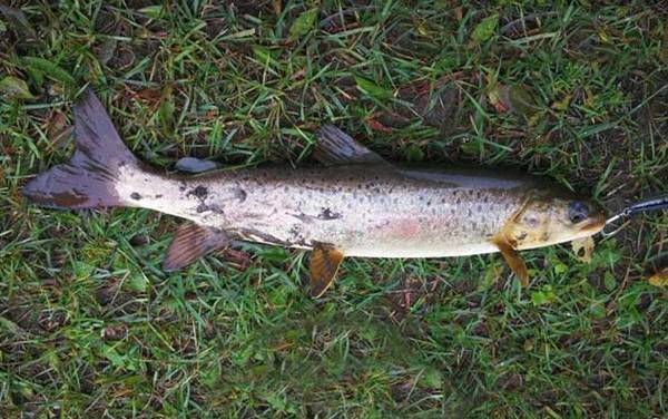 哲罗鲑鱼是什么鱼?