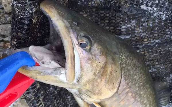 哲罗鲑鱼是什么鱼?