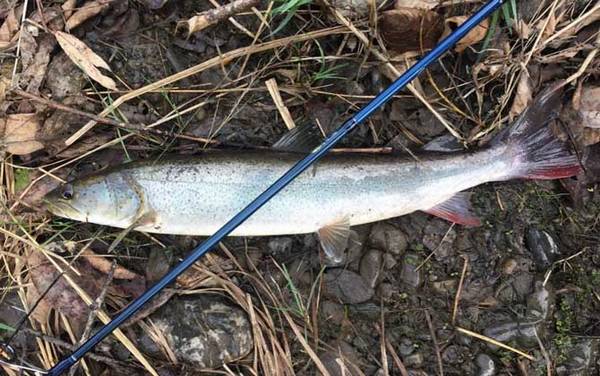 哲罗鲑鱼是什么鱼?