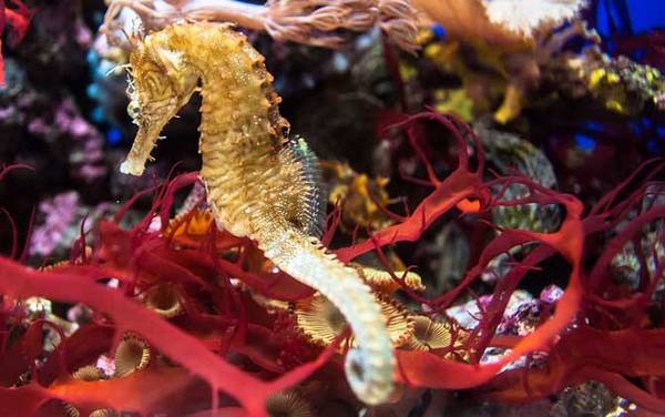 海马是什么动物?