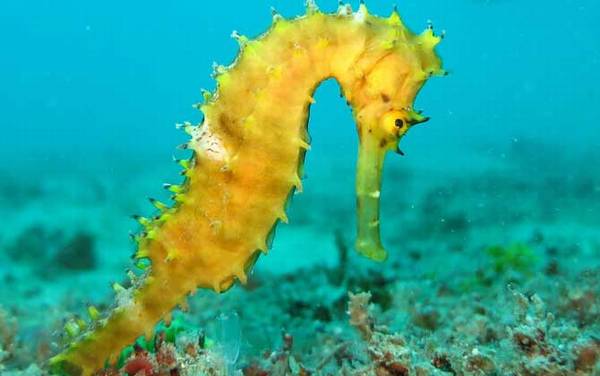 海马是什么动物?