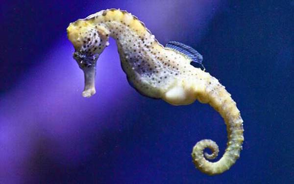 海马是什么动物?