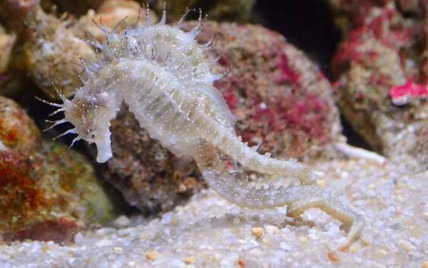 海马是什么动物?