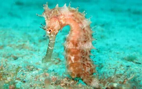 海马是什么动物?