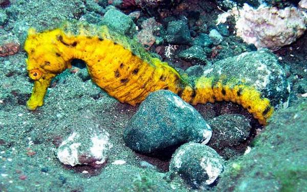 海马效应是什么意思?