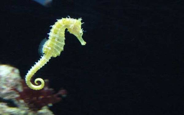 海马效应是什么意思?