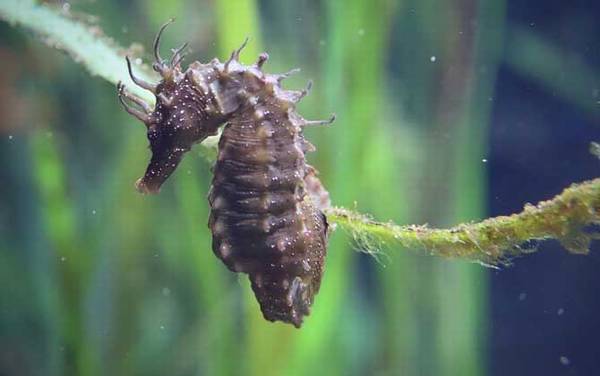 海马效应是什么意思?