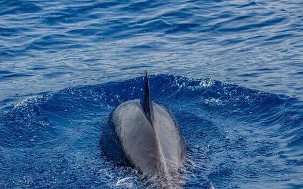 海豚科种类及图片大全