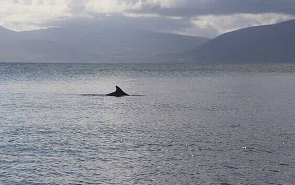 海豚科种类及图片大全