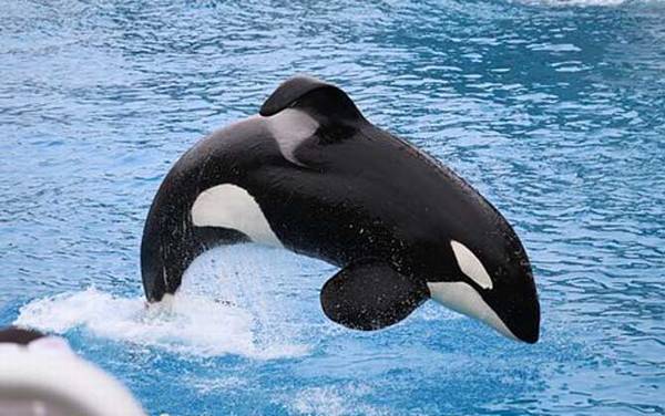 海豚科种类及图片大全