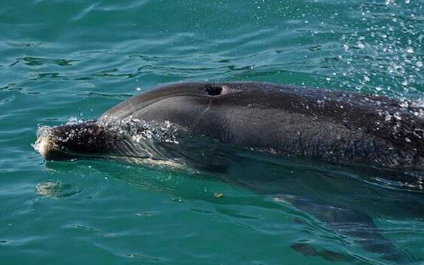 长吻原海豚是什么动物?