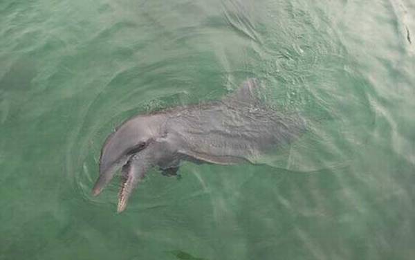 长吻原海豚是什么动物?