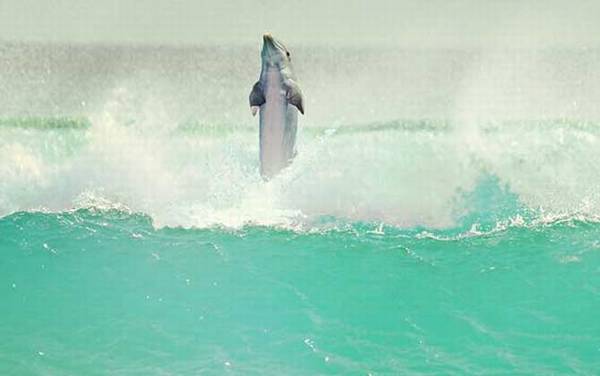 中华白海豚是什么动物?