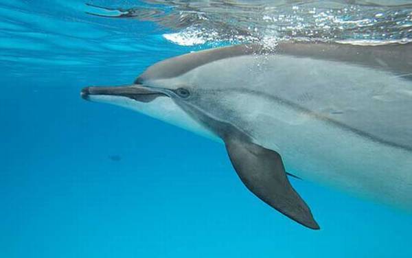 海豚是哺乳动物吗?