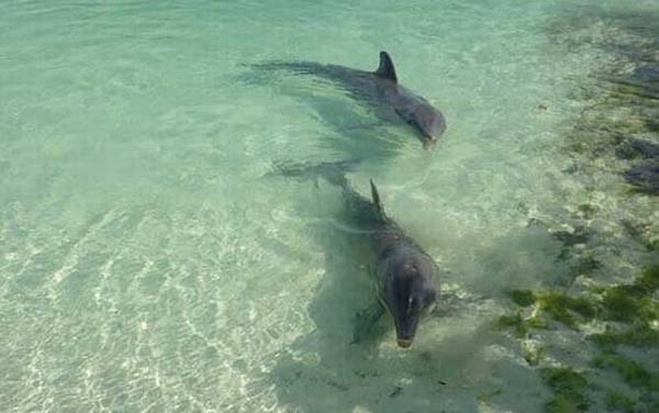 海豚搁浅是怎么回事?