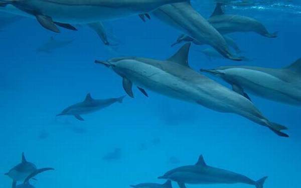 鲨鱼为什么怕海豚?